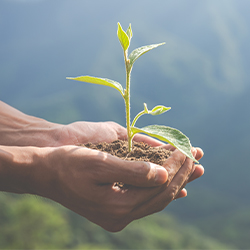 mains tenant une pousse de plante